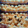 Sunglasses Duck Sunny Explorer 8 Inch Claw Machine Plush Toys Wholesale 